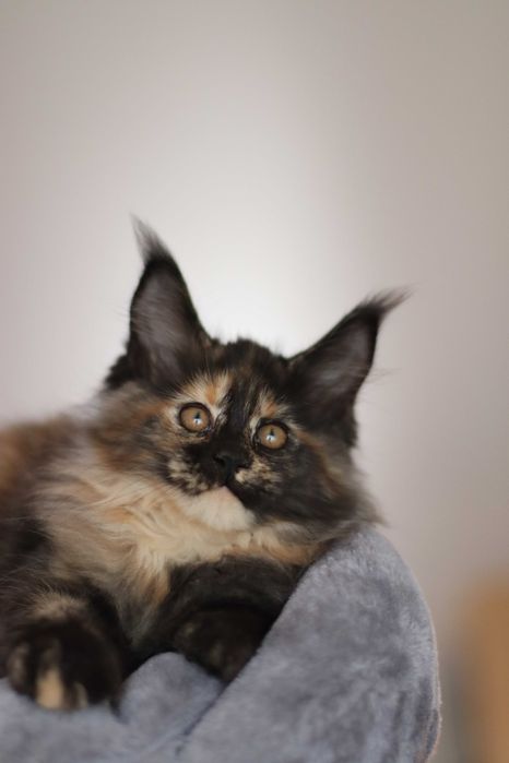 Maine coon fêmea - com LOP