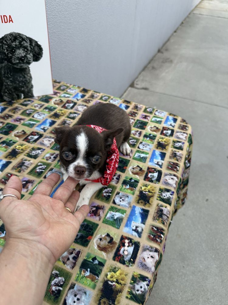 Menino Chihuahua chocolate