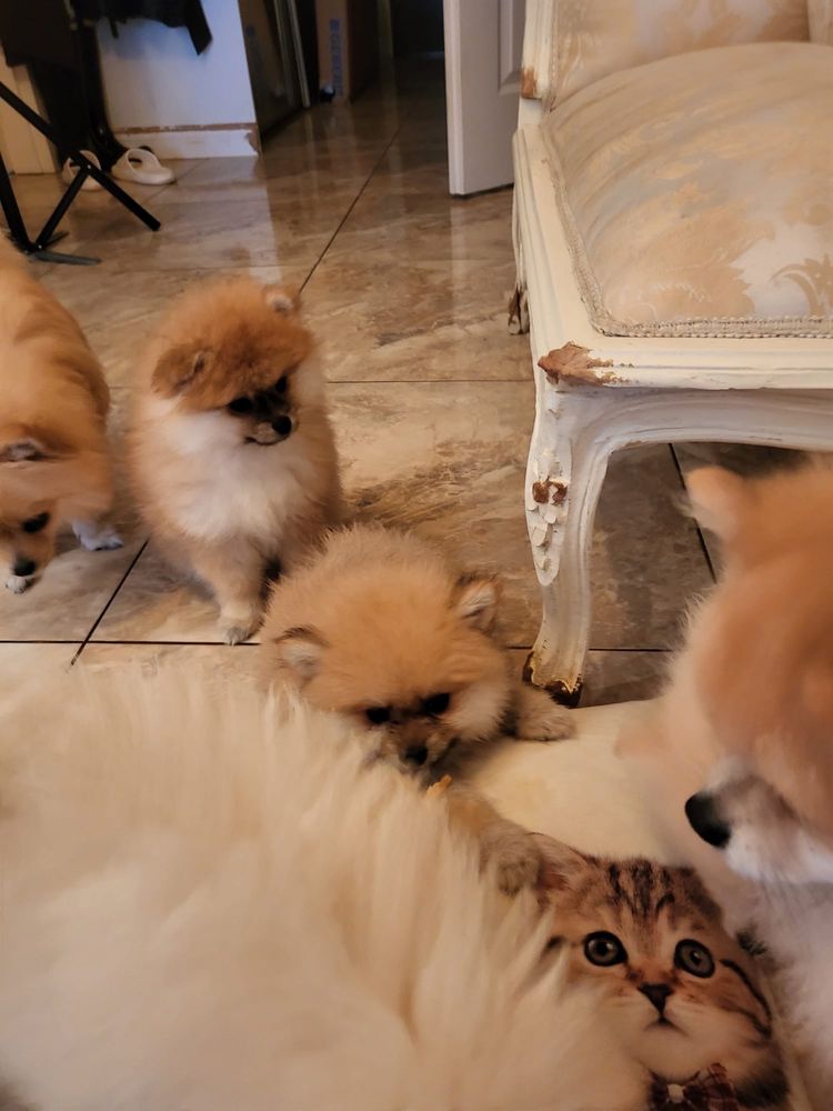 Szpic miniaturowy pomeranian xs miś piesek sable puszysty