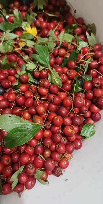Owoce glogu 2kg bez galązki