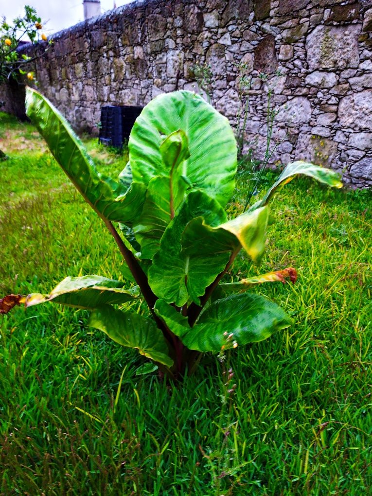 Orelha de elefante, alocasia macroriza