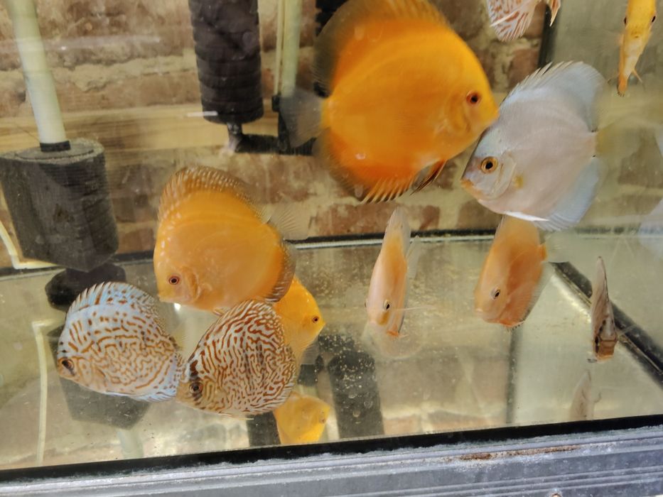 MISIEKZOO Dyskowce Paletki - 12-13 cm różne kolory tylko 170 zł