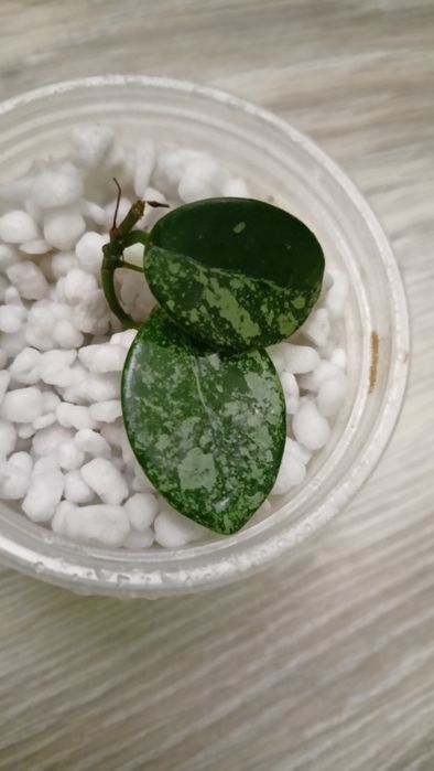 Hoya mathilde splash