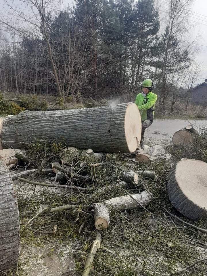 Wycinka drzew, przycinka drzew, cięcia drzew, alpinistyka