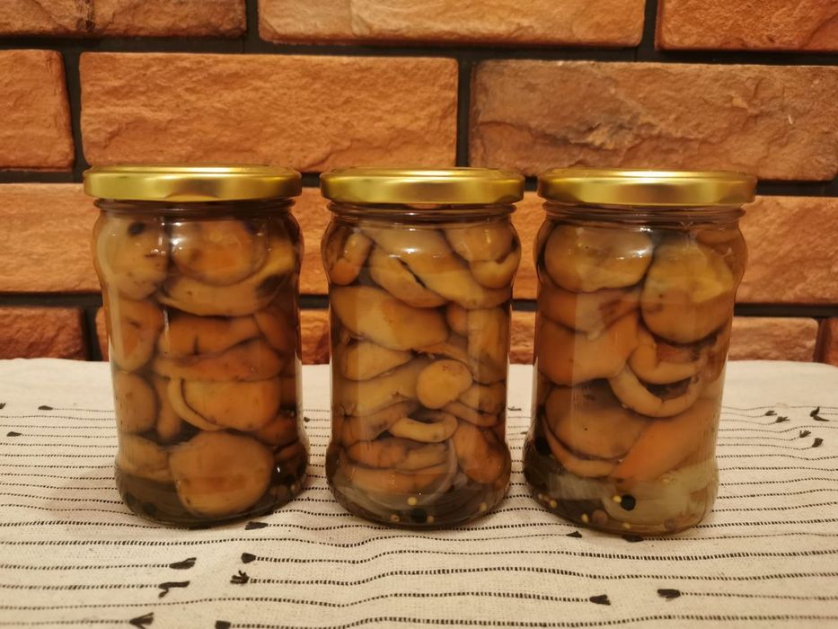 Rydze / borowiki małe marynowane