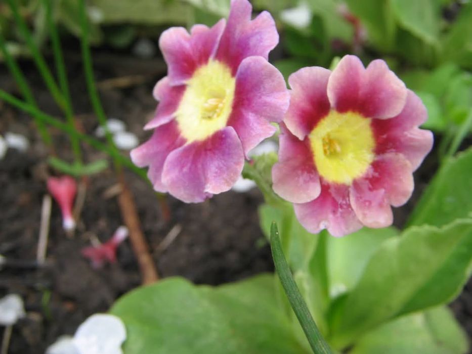 Насіння аурікули,вушкової примули.100 шт.Суміш.