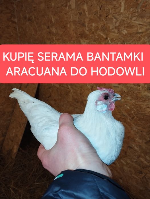 Serama , Bantamki , aracuana kury koguty drób