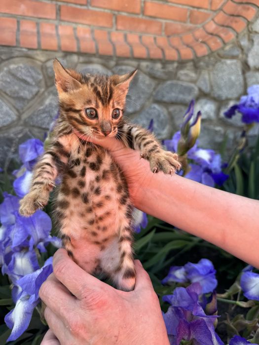 Бенгальские котята с документами