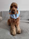 Nowy wodoodporny snood dla psa z długimi uszami Cocker spaniel cavalie