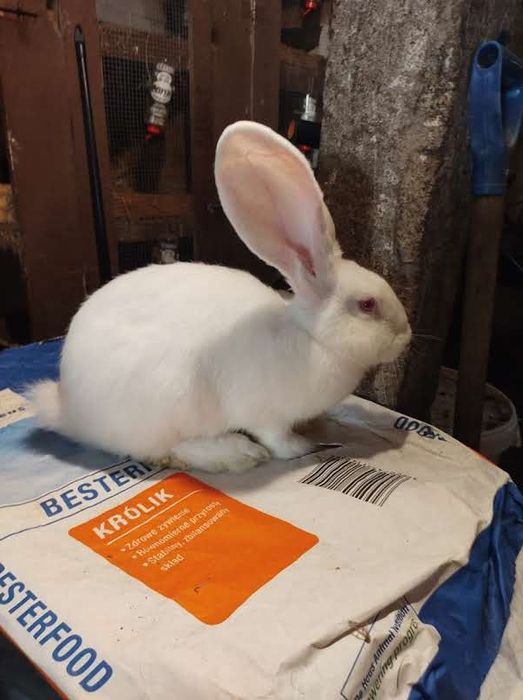 Olbrzym belgijski SZYNSZYLOWY