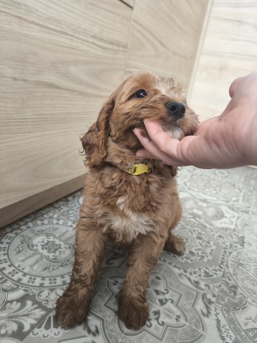 Cockapoo F1 Cudny piesek