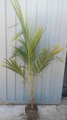 Coqueiros para jardim