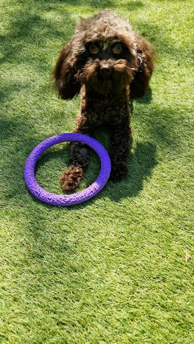 Мальтипу F2  chocolate