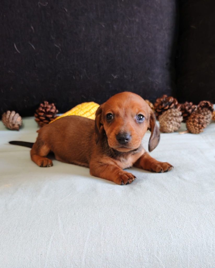 Dachshund Fêmea mini