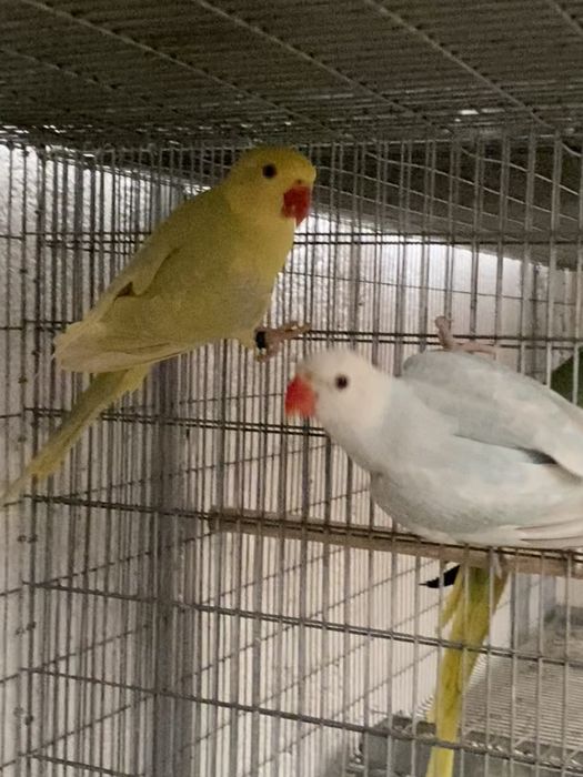 Casal de Ring Neches