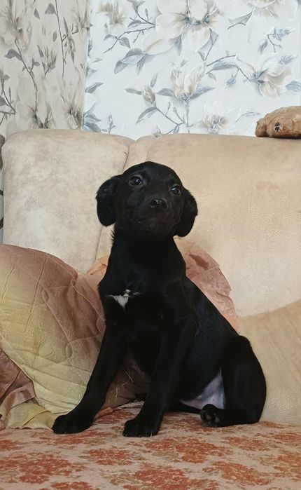 Собачки разных пород