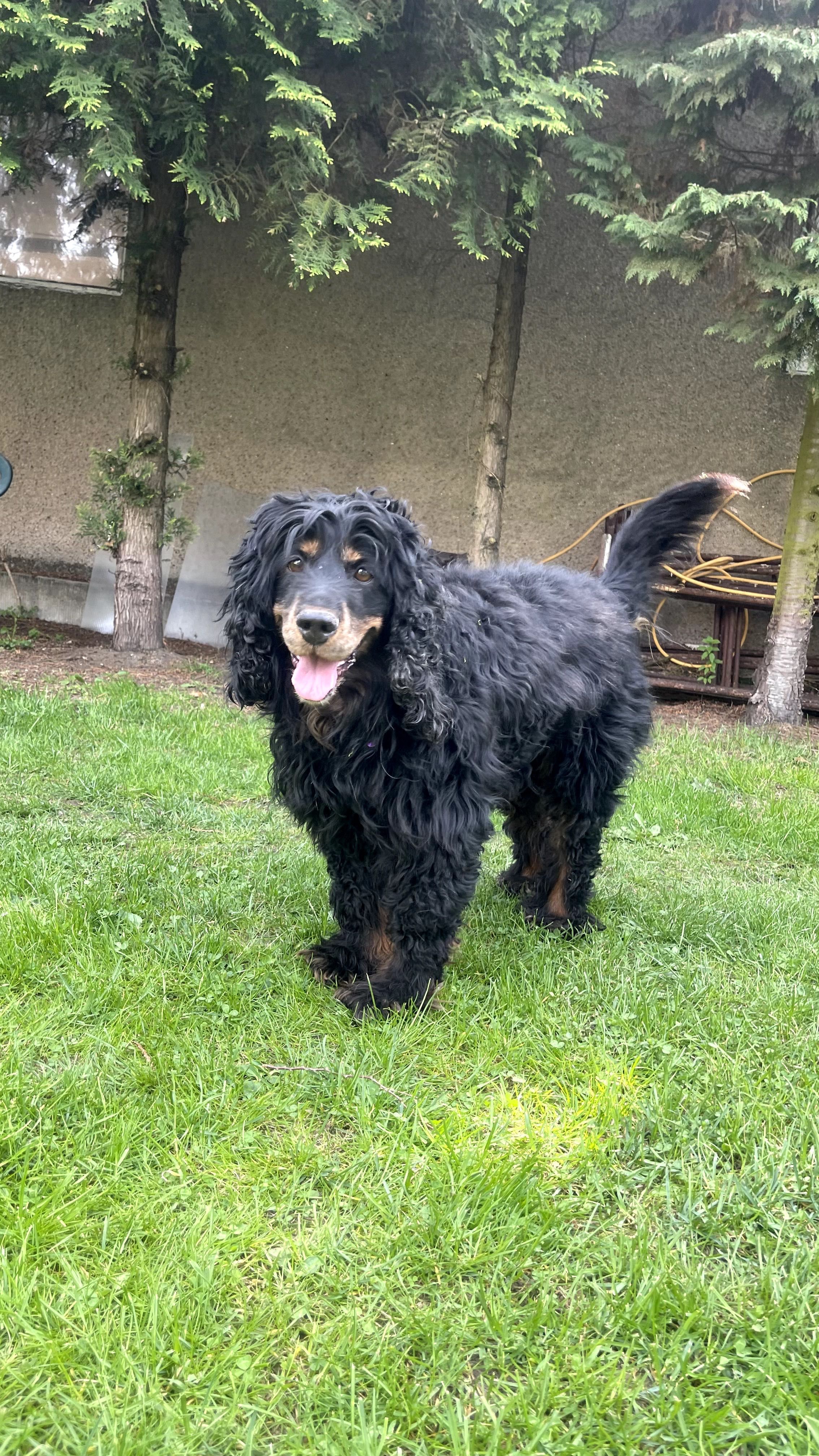 Czarek w typie Spaniela do adopcji