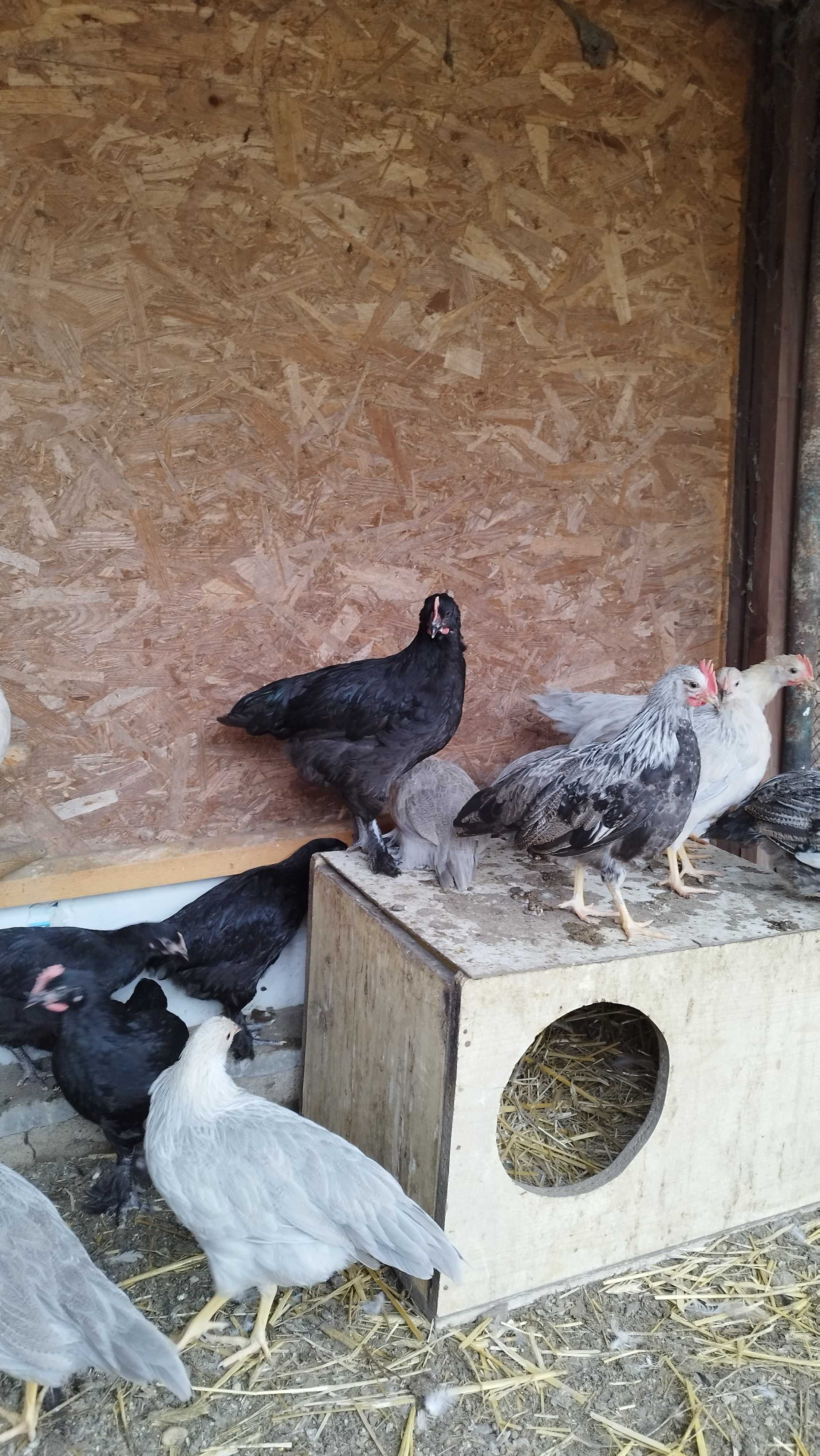 Kogut włoch srebrny, lawendowy, marans
