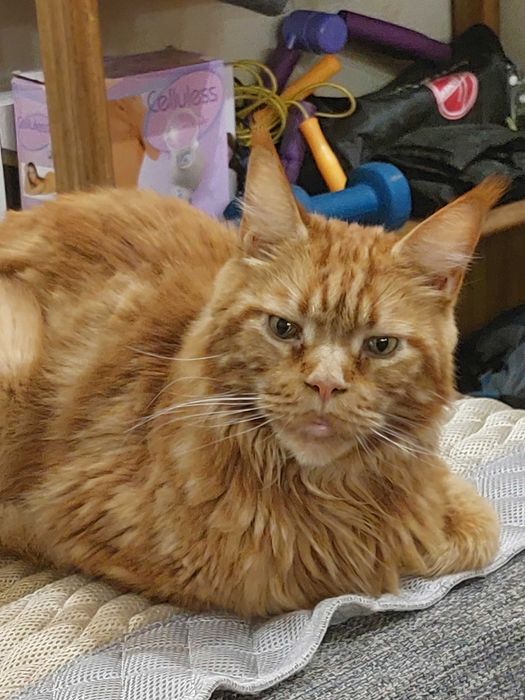 Отдам в хорошие руки