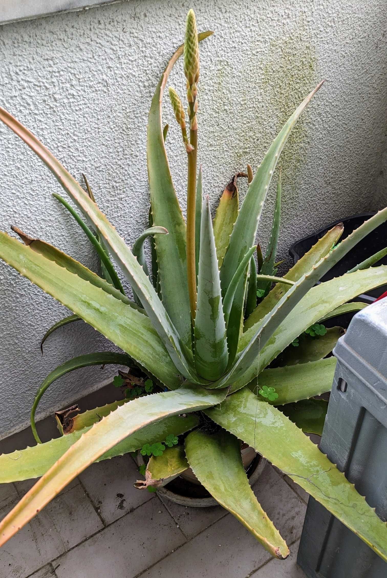 Planta Aloe Vera Barbadensis em saco ou vaso