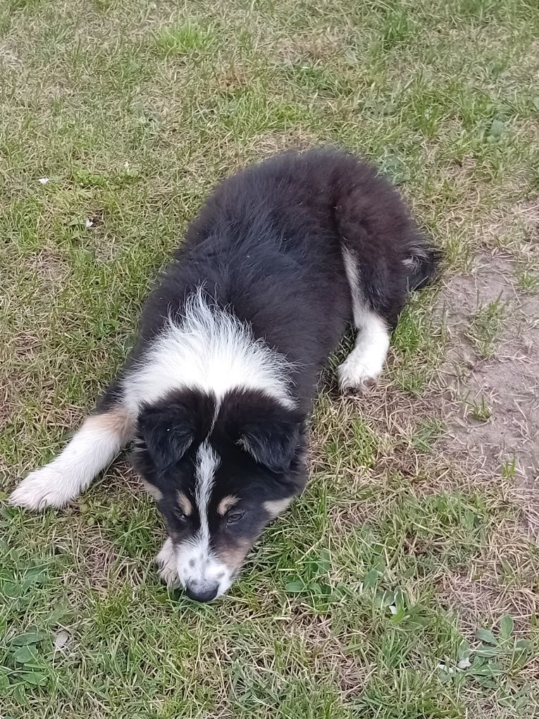 Border collie pies