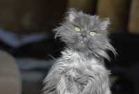 Фог, домовенок, красивый серый кот, 2 года
