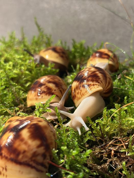 ślimaki afrykańskie Archahatina Marginata Ovum albino body i nominal