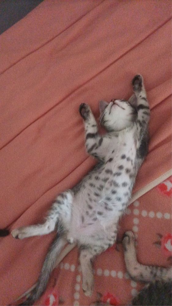Gatinhas para adocao