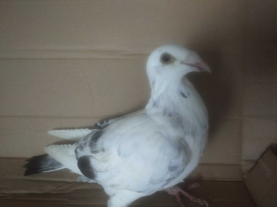 Gołębie staropolskie