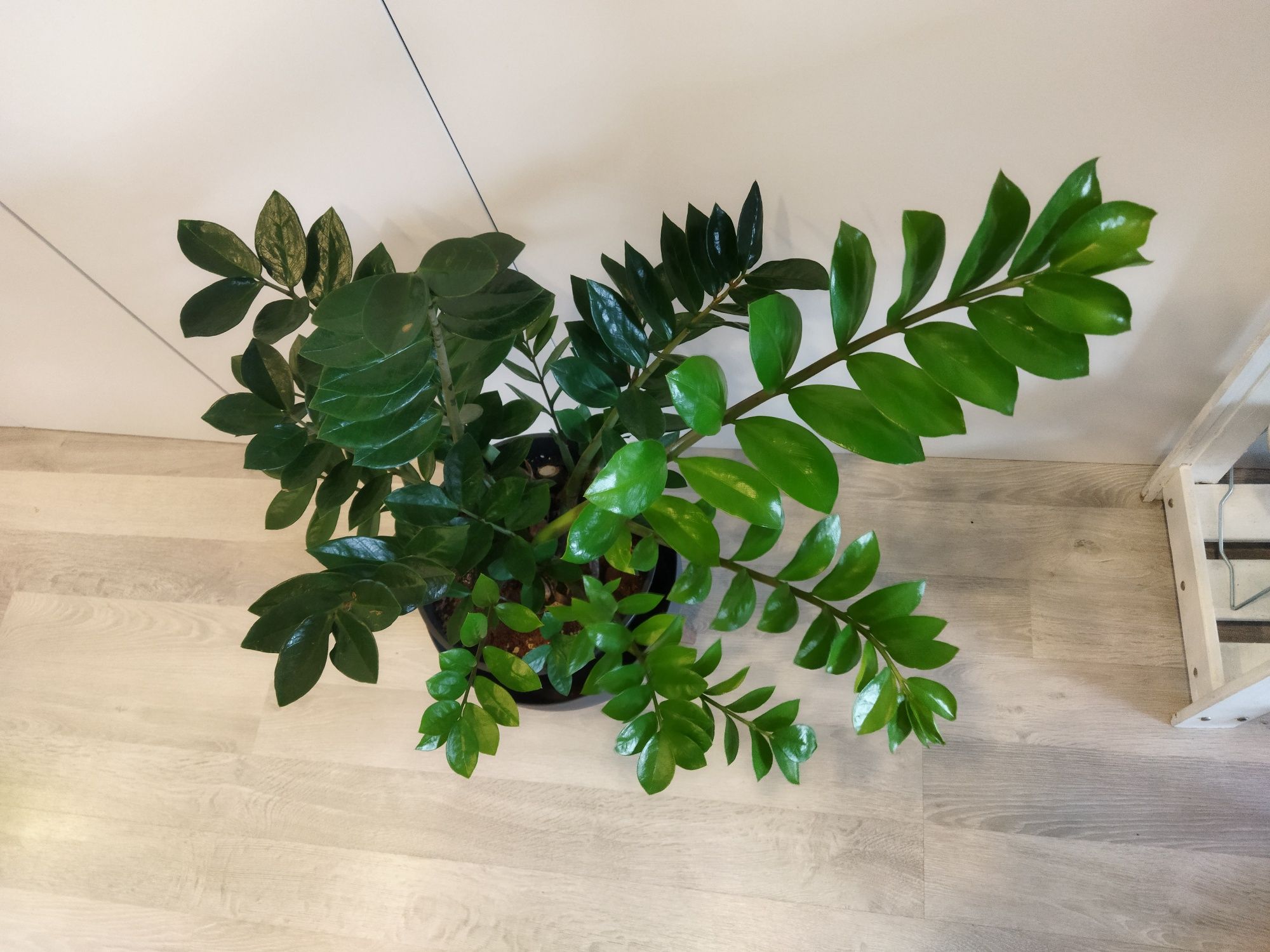 Заміакулькас Zamioculcas Замиакулькас Денежное дерево Доларовое