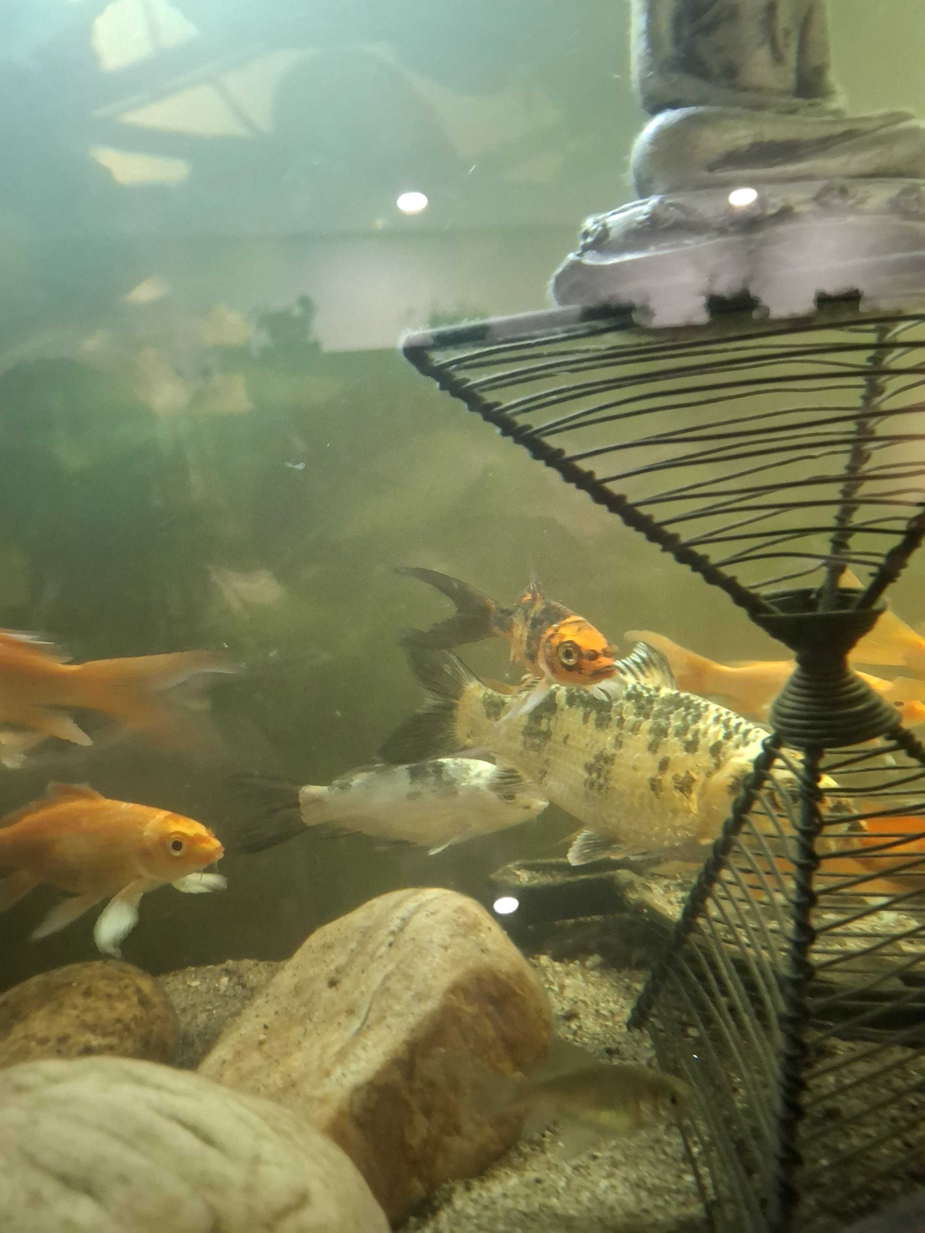 Carpas koi de véu