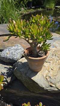 Crassula Helios ,Blue Hale, Blue Weve, Hulk,Crosby's Compact