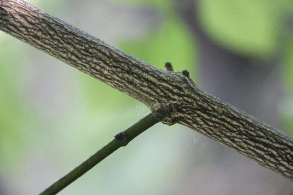 Kłokoczka południowa 100 szt. drzewko różańcowe staphylea pinnata