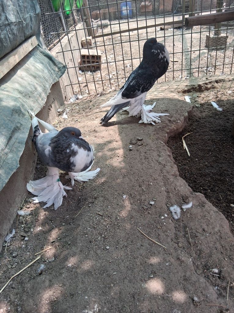 Aves de 2025 anilhados