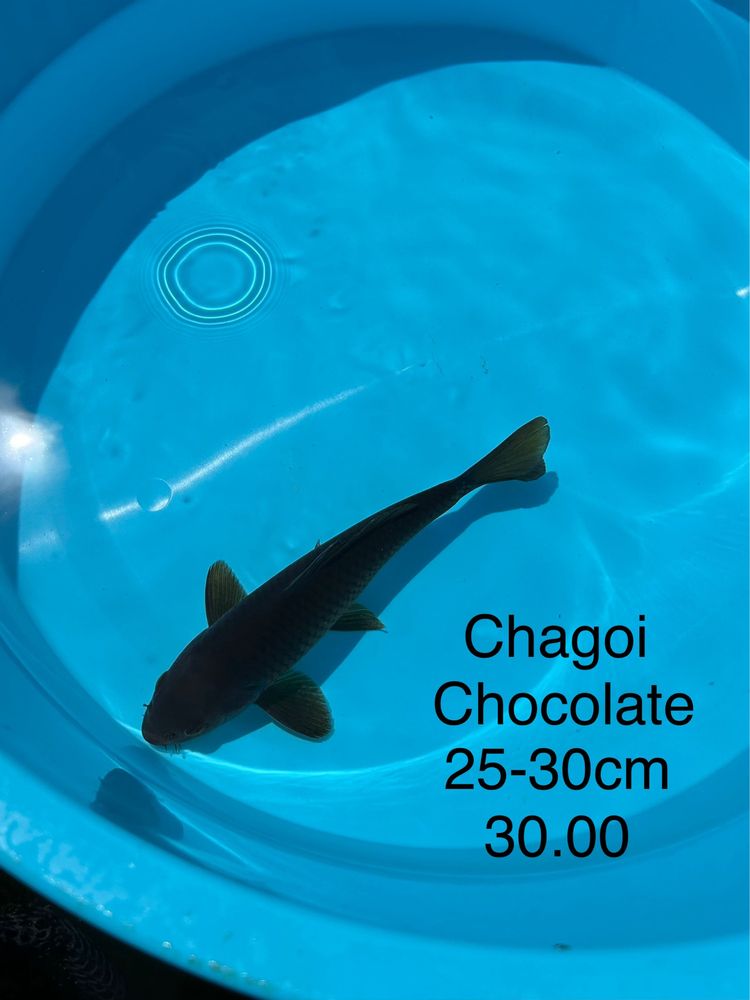 Carpa Koi Chagoi 50-55cm - Japonesa