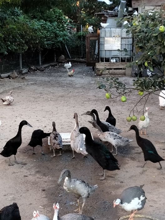 Biegusy indyjskie szmaragdowe