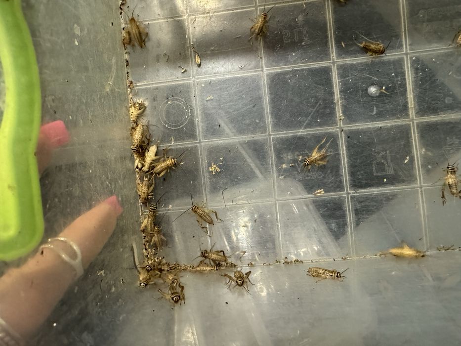 Сверчки банановый сверчек