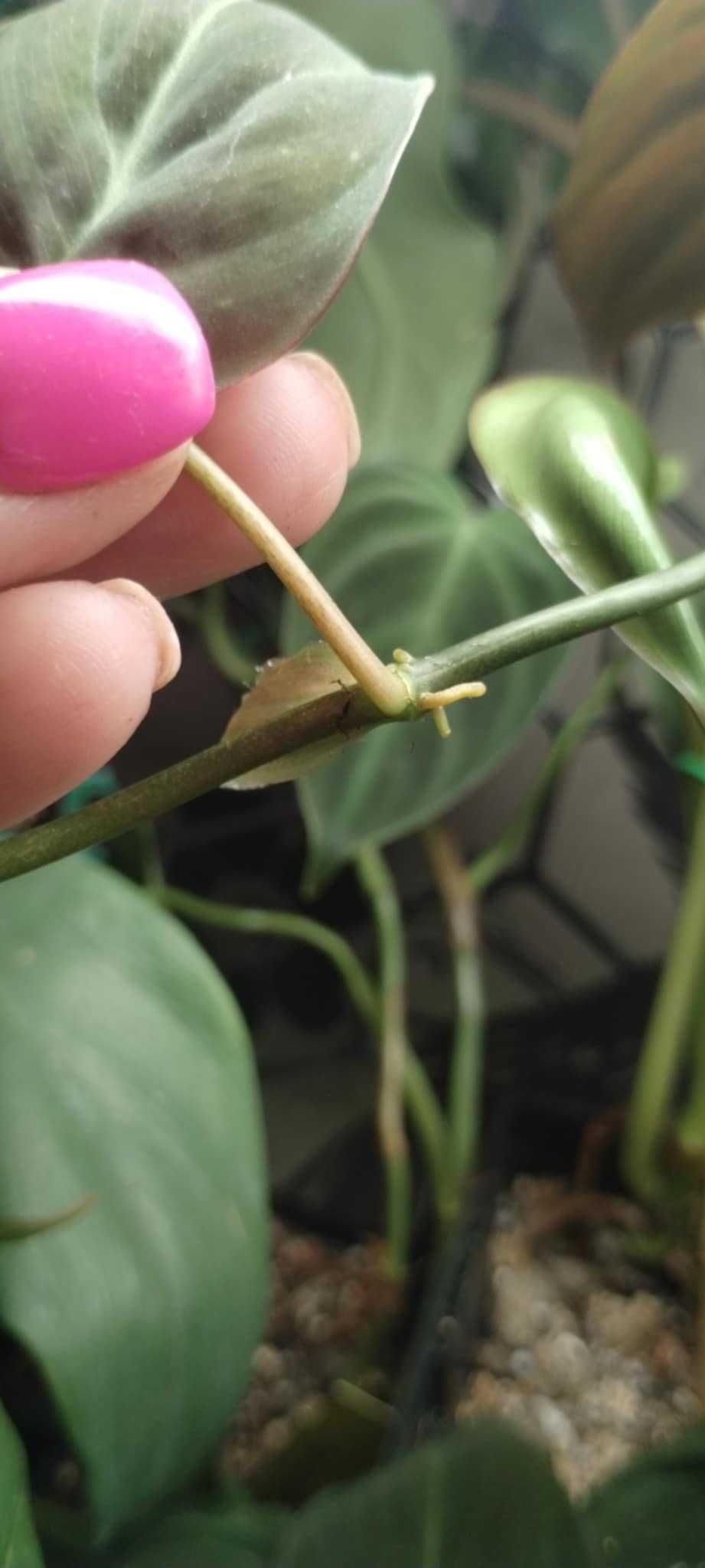 philodendron miscant variegata szczyt, cięty regres