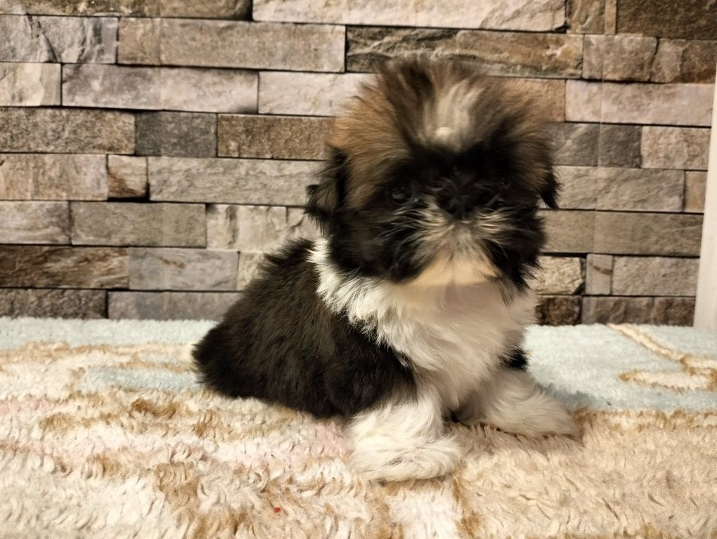 Cudowny Piesek shih-tzu (MINI)