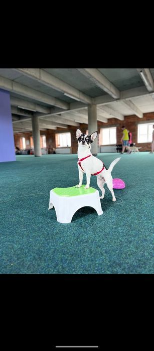 Кінолог Київ Дресирування Собак