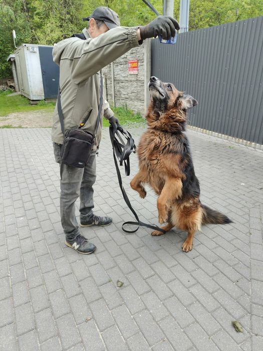 Śliczny starszy  owczarek niemiecki Dior do adopcji że schroniska .