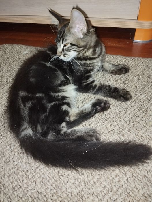 Maine Coon piękny kocurek