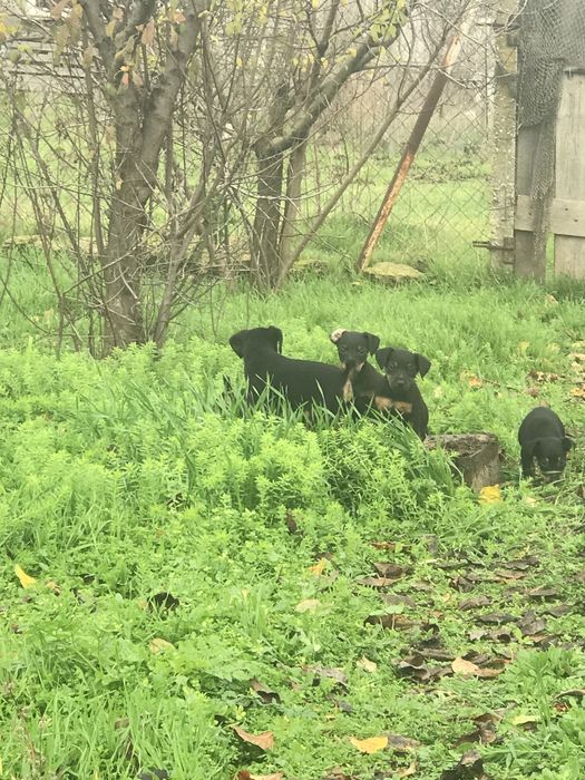 Продам щенков ягдтерьера