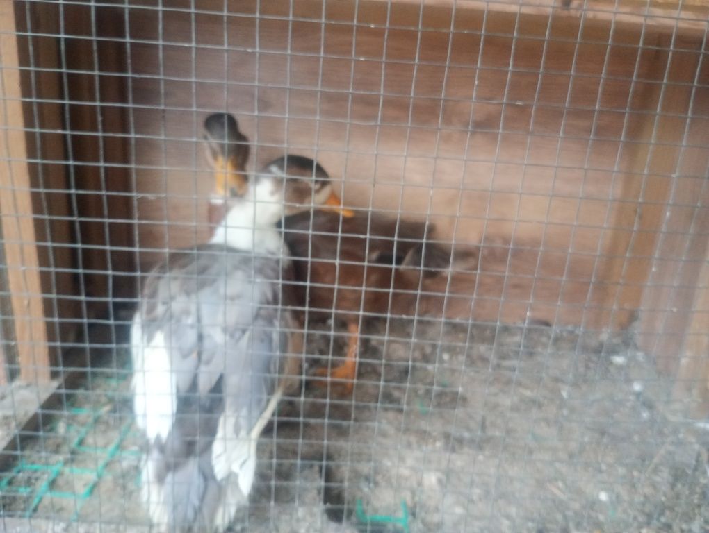 Kaczki Call Duck, Kanadyjskie - pary 25