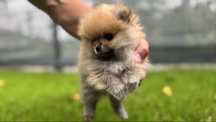 Szpic miniaturowy Pomeranian Piesek