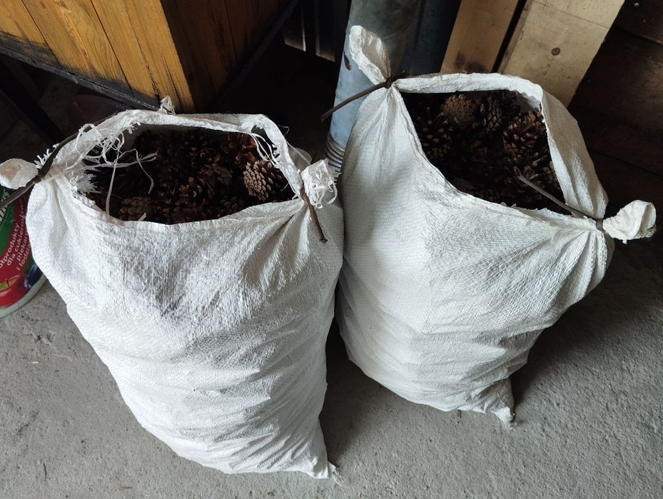 Szyszki sosnowe dwa worki