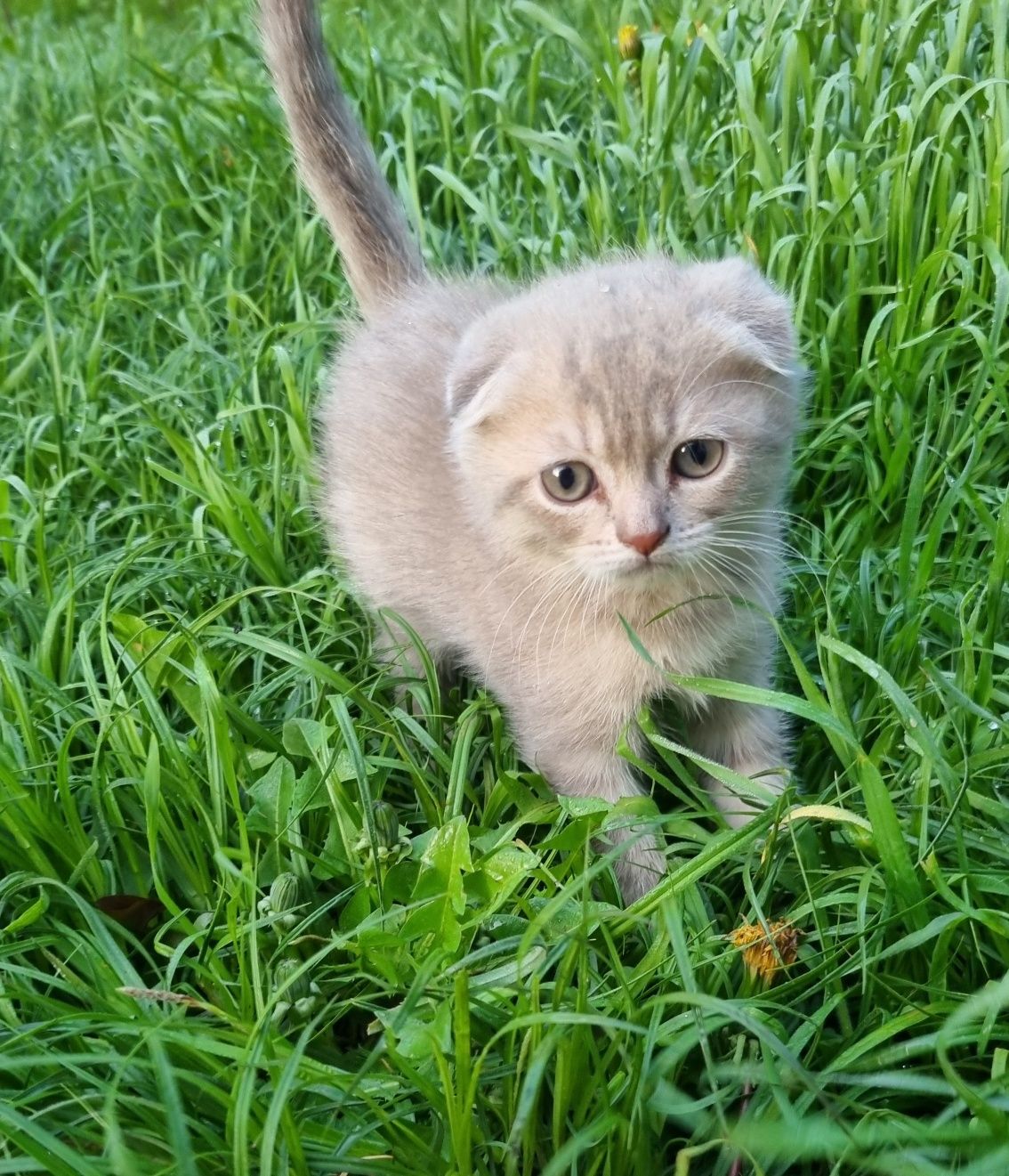 Котикики шотландські