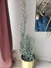 Senecio aquarine mount everest roślina 100cm