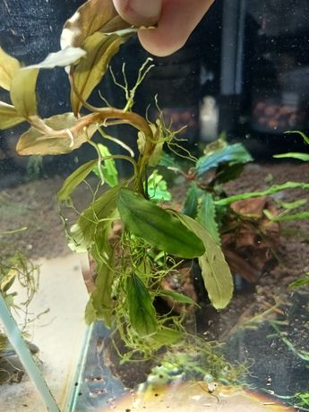 Bucephalandra Brownie blue