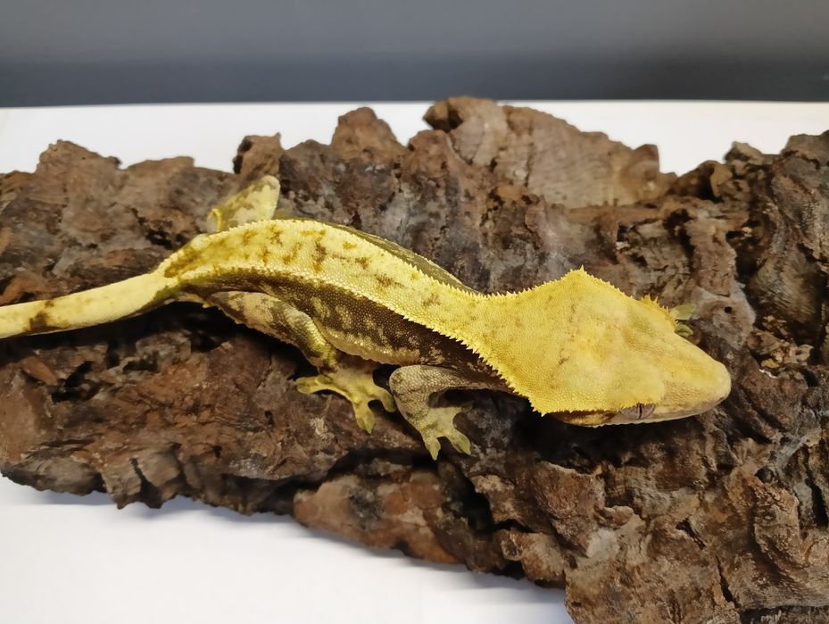 Gekon orzęsiony samica